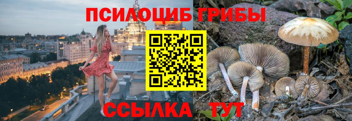 Галлюциногенные грибы Psilocybine cubensis Севастополь